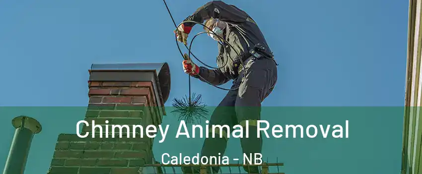 Chimney Animal Removal Caledonia - NB