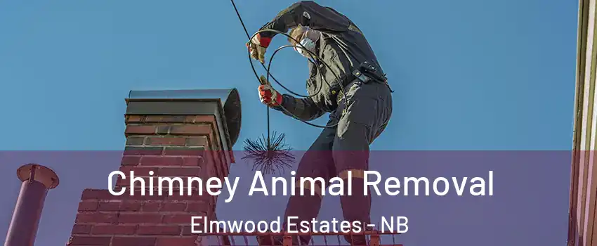  Chimney Animal Removal Elmwood Estates - NB