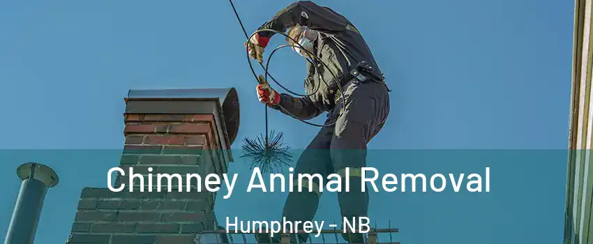  Chimney Animal Removal Humphrey - NB