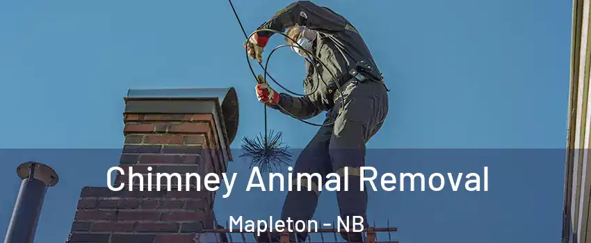  Chimney Animal Removal Mapleton - NB