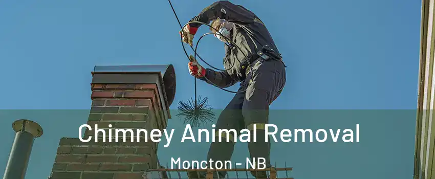 Chimney Animal Removal Moncton - NB