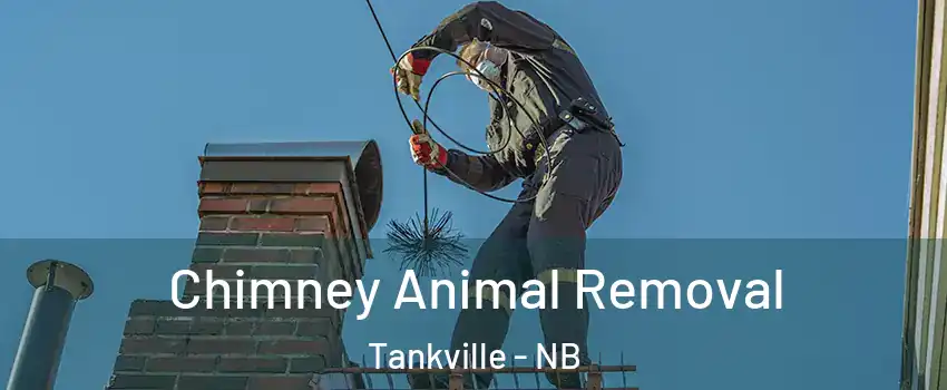 Chimney Animal Removal Tankville - NB