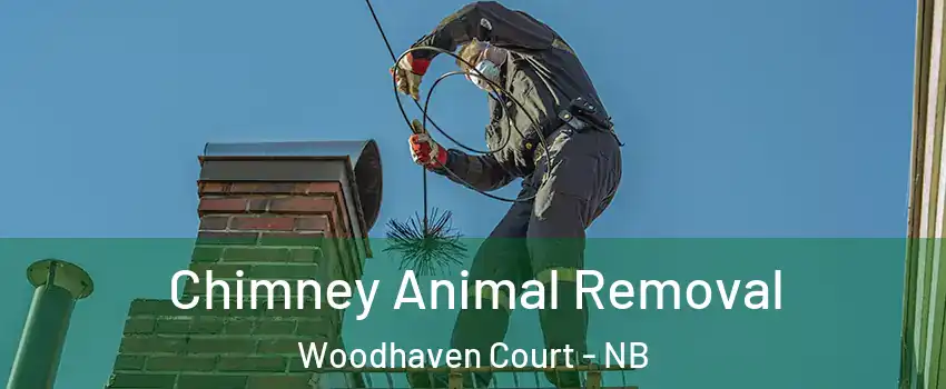 Chimney Animal Removal Woodhaven Court - NB