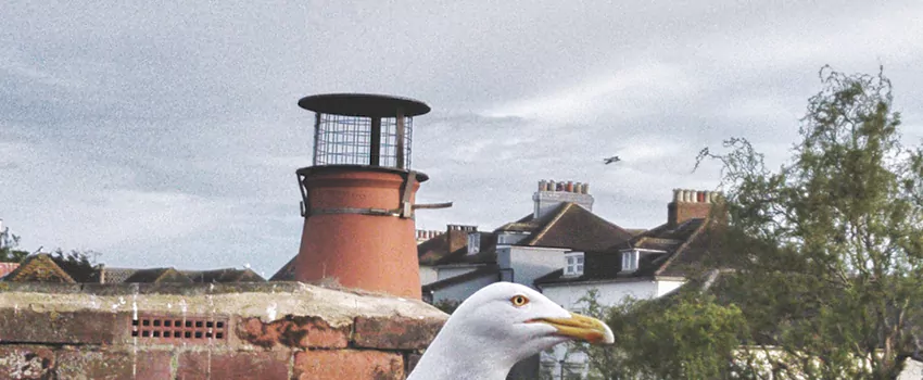 Chimney Cap Bird Guard Repair in Moncton, New Brunswick